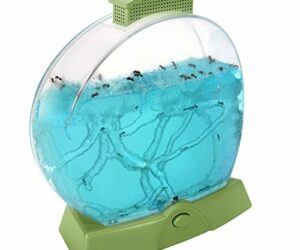 Educational Insights GeoSafari Day ‘N’ Night Ant Factory, Certificate for Mail In Ants Included, STEM Learning, Ages 7+